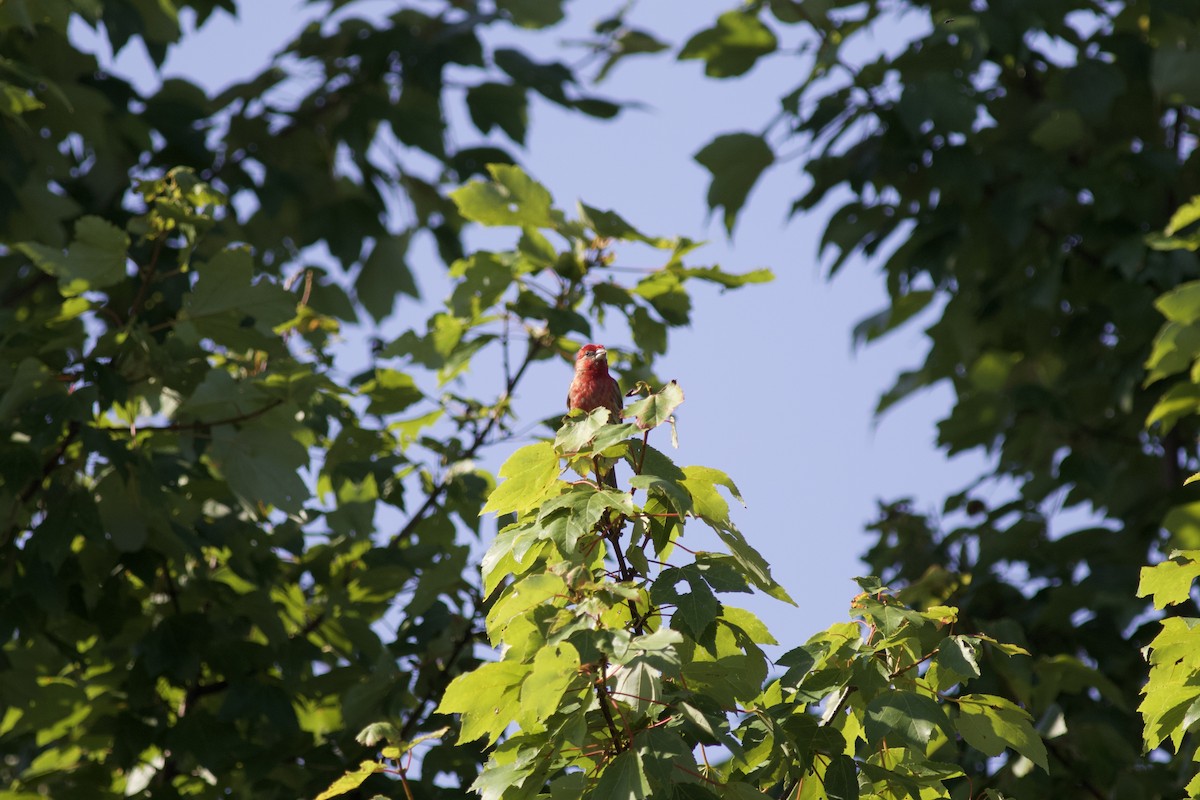 House Finch - ML615090095