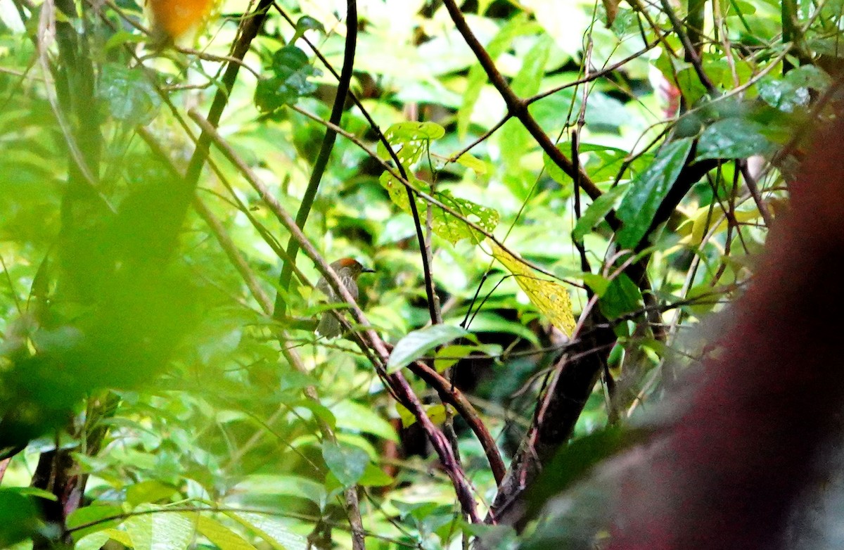 Rusty-crowned Babbler - ML615090096