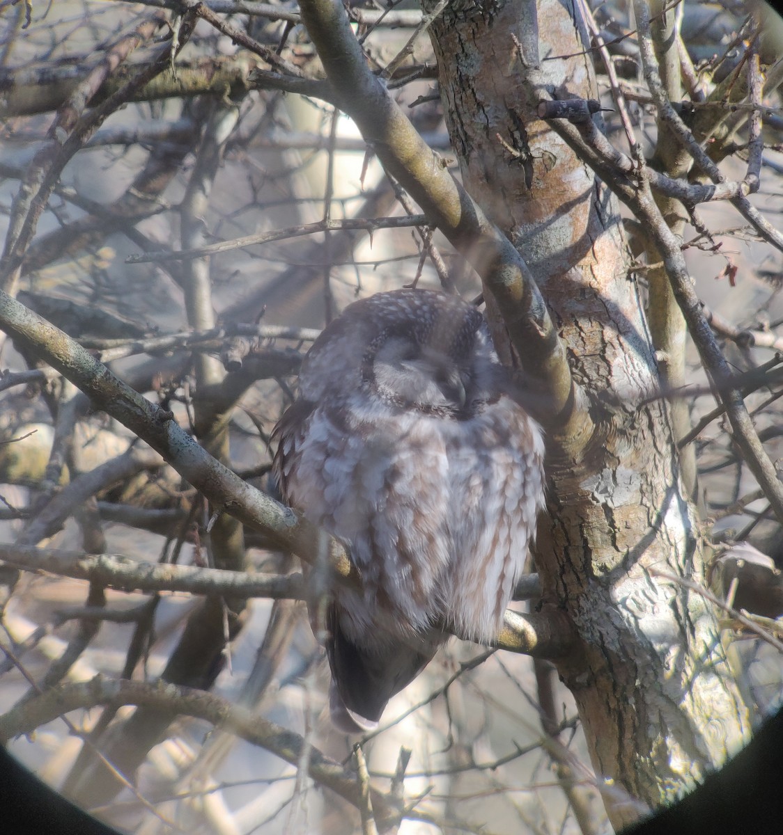 Boreal Owl (Tengmalm's) - ML615090111