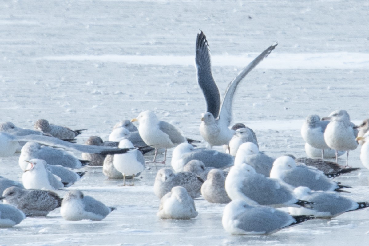 Slaty-backed Gull - Ryan Griffiths