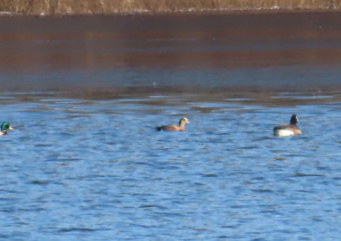 American Wigeon - ML615090172