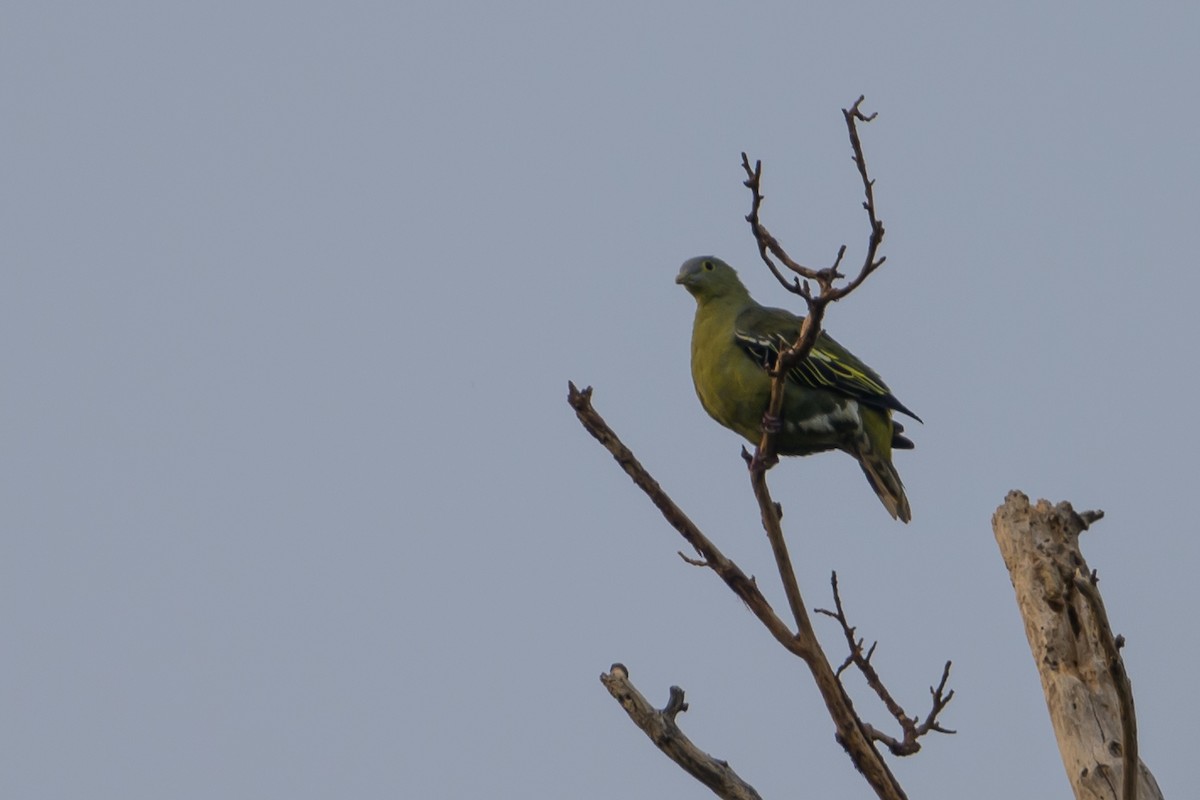 Gray-cheeked Green-Pigeon - ML615090186