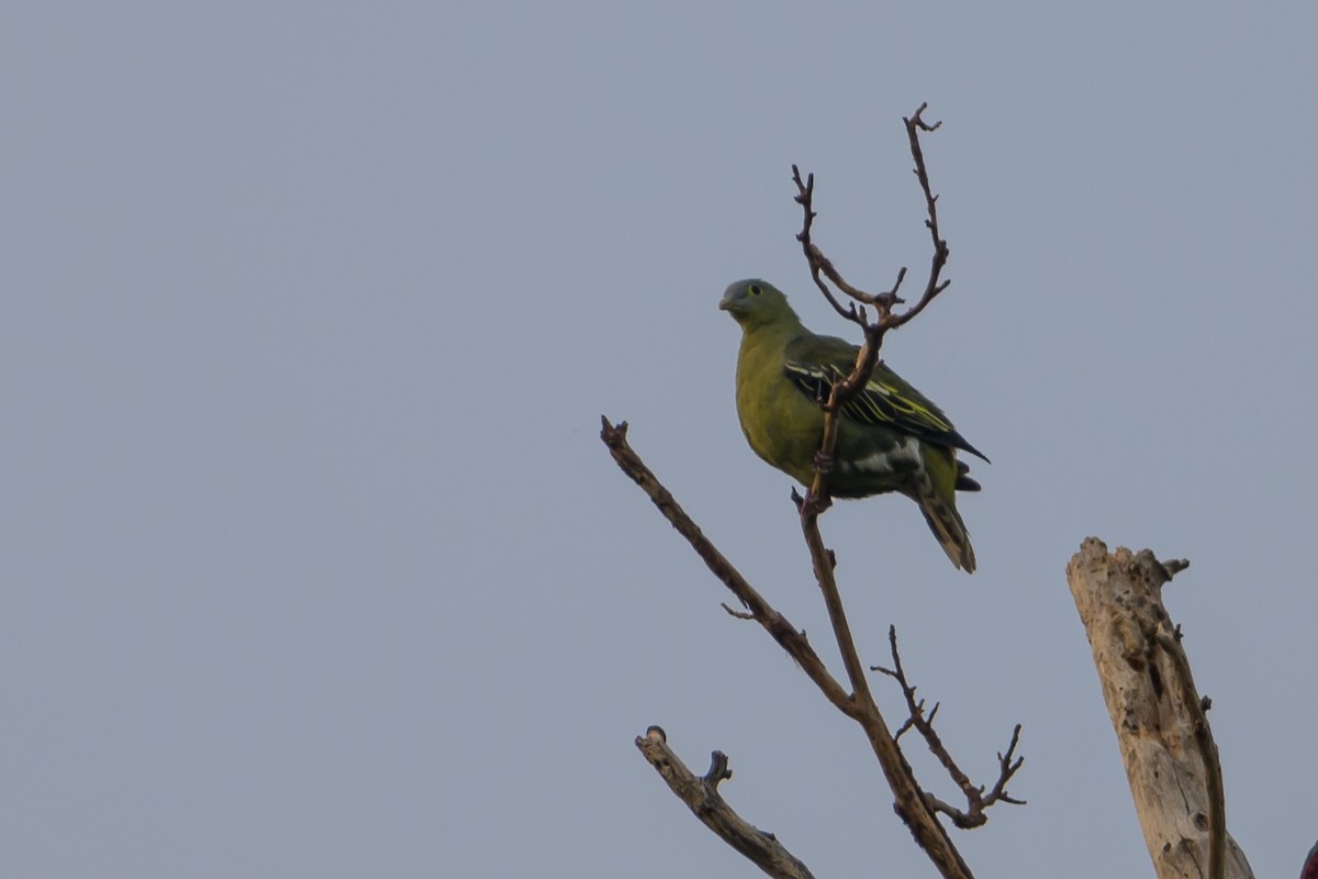 Gray-cheeked Green-Pigeon - ML615090188