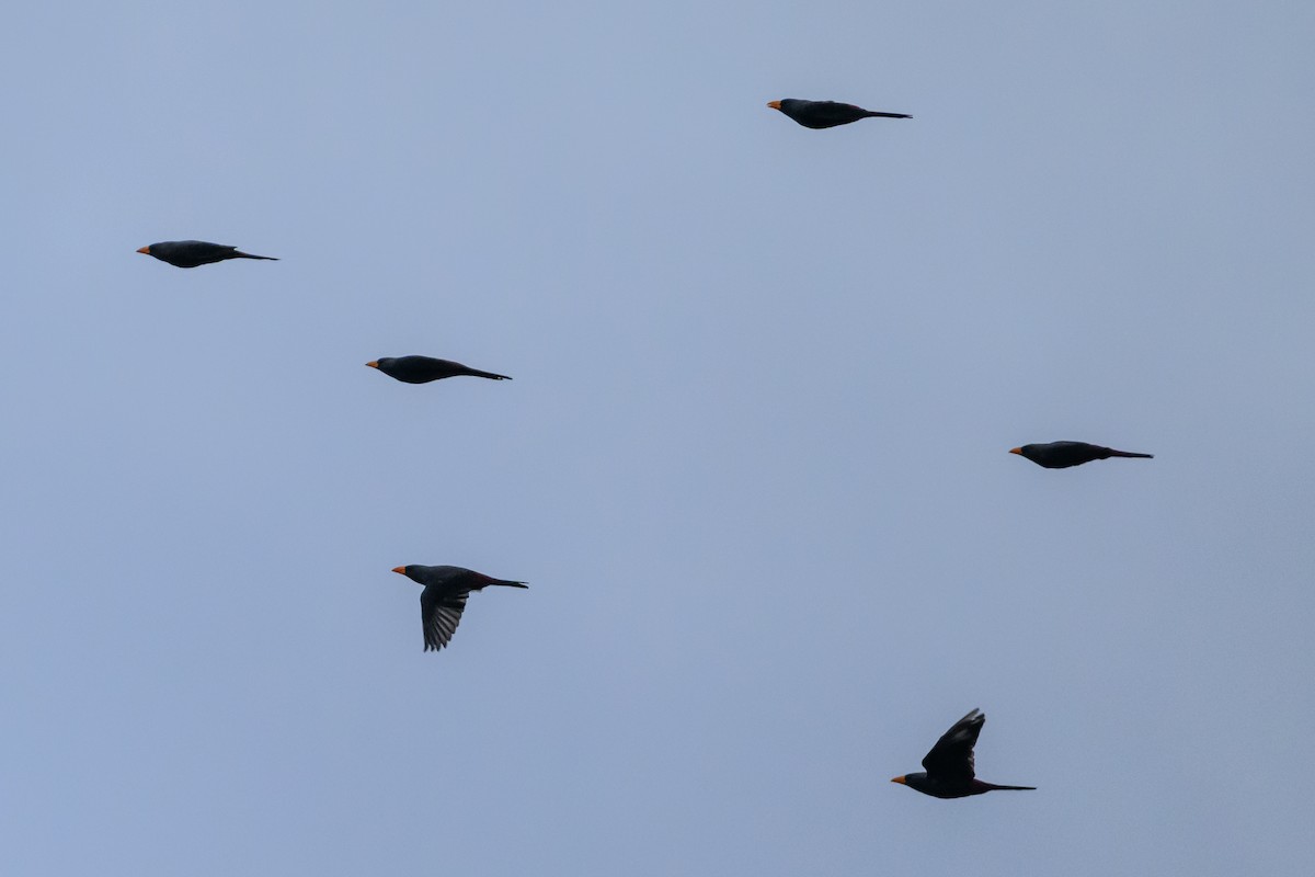 Finch-billed Myna - ML615090218