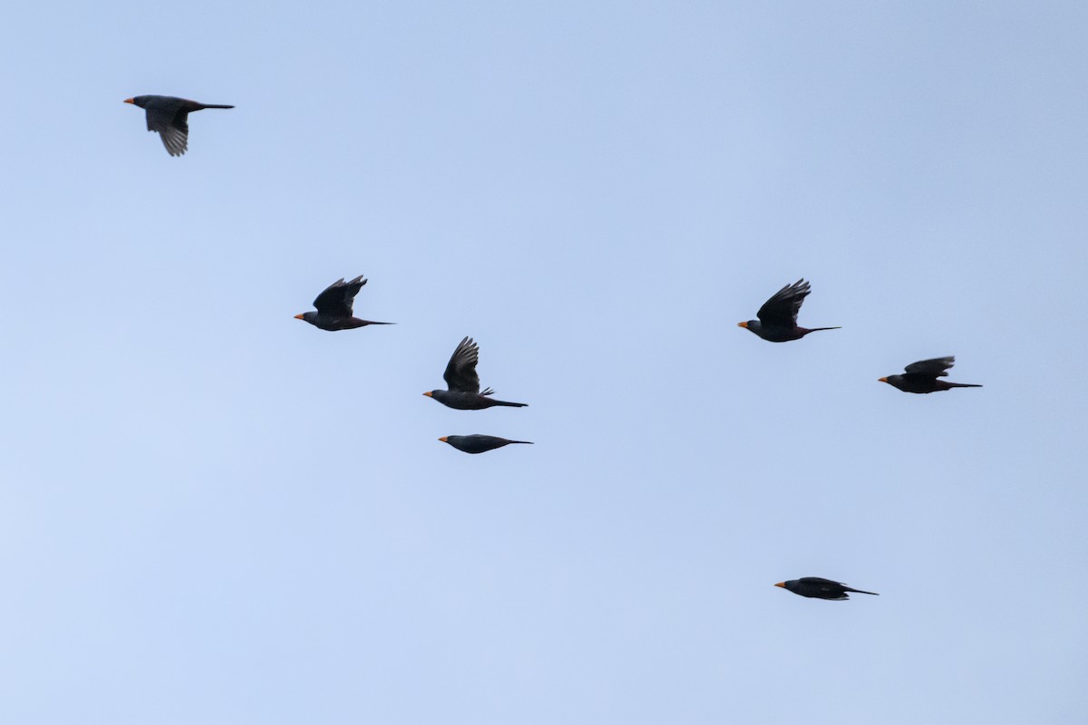 Finch-billed Myna - ML615090219