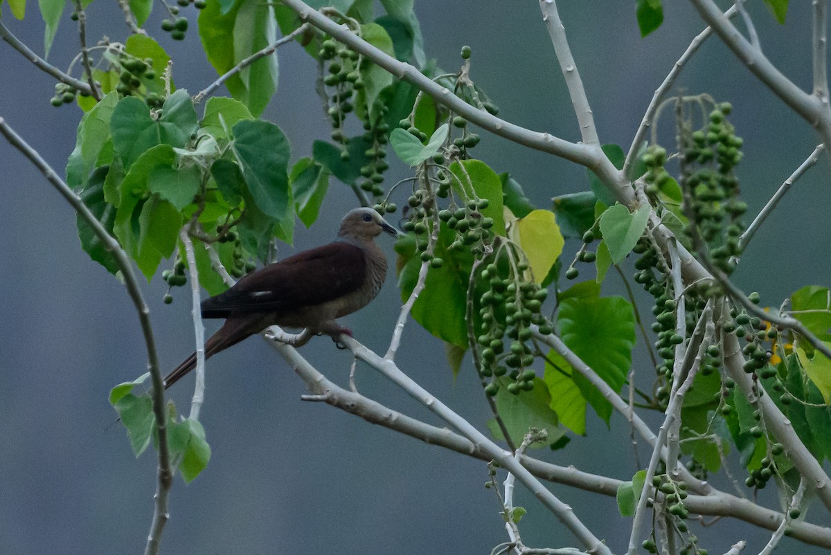 Sultan's Cuckoo-Dove - ML615090223