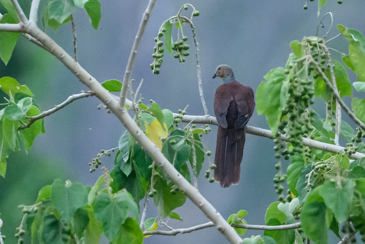 Sultan's Cuckoo-Dove - ML615090228