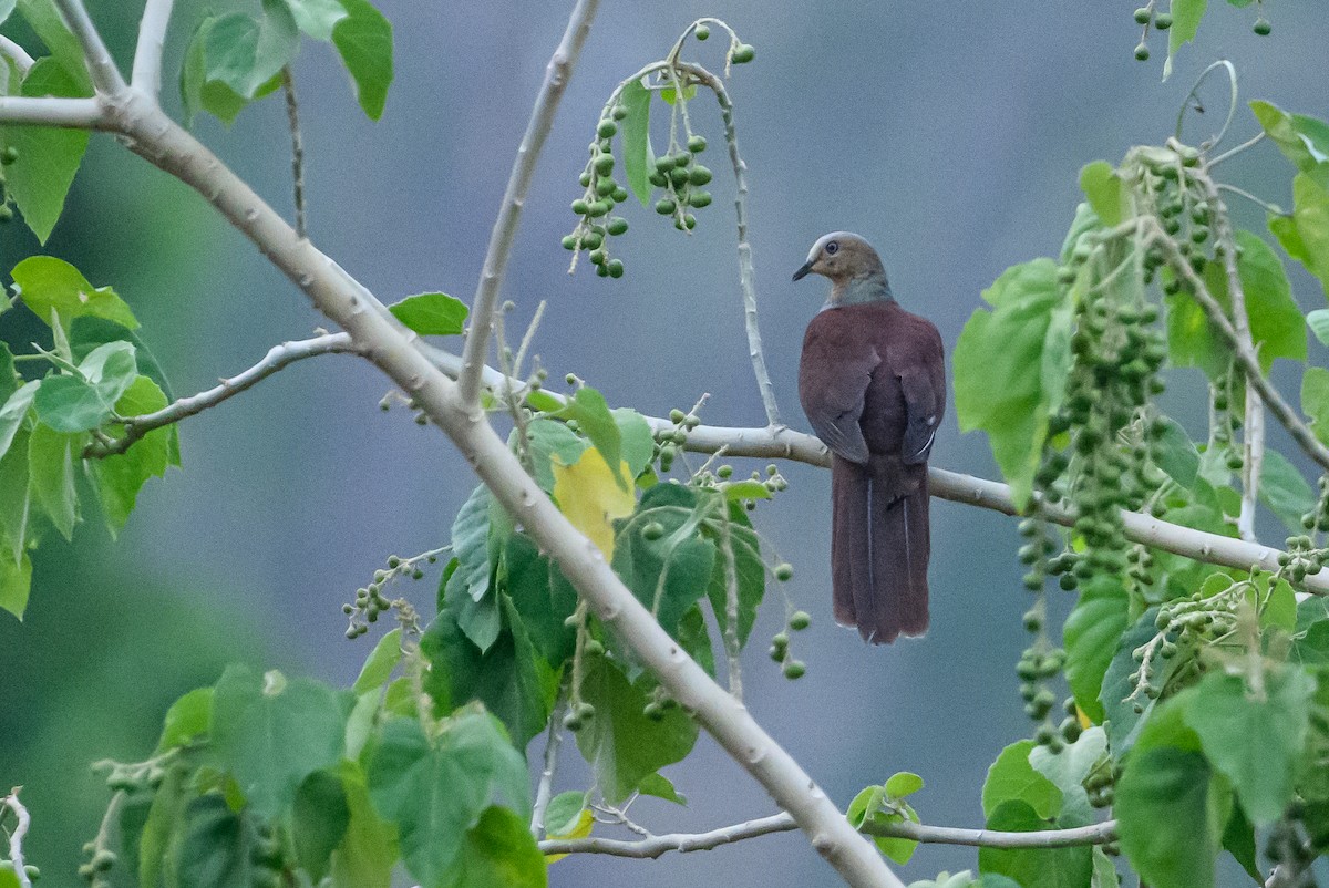 Sultan's Cuckoo-Dove - ML615090231