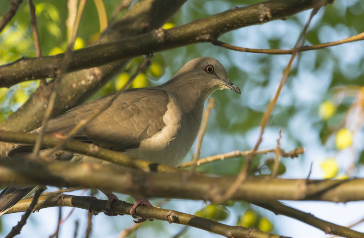 White-tipped Dove - ML615090267