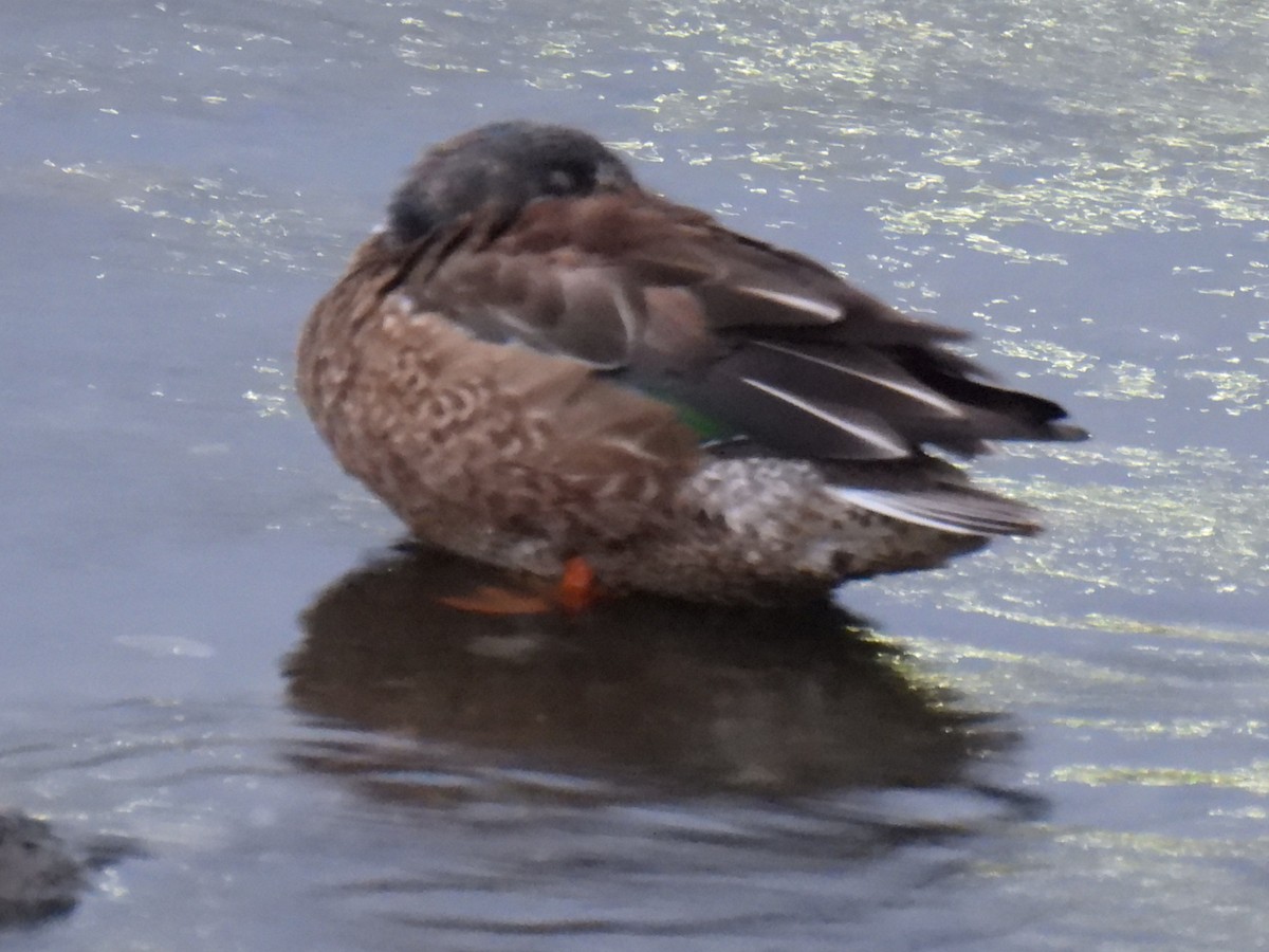 Canard souchet - ML615090272