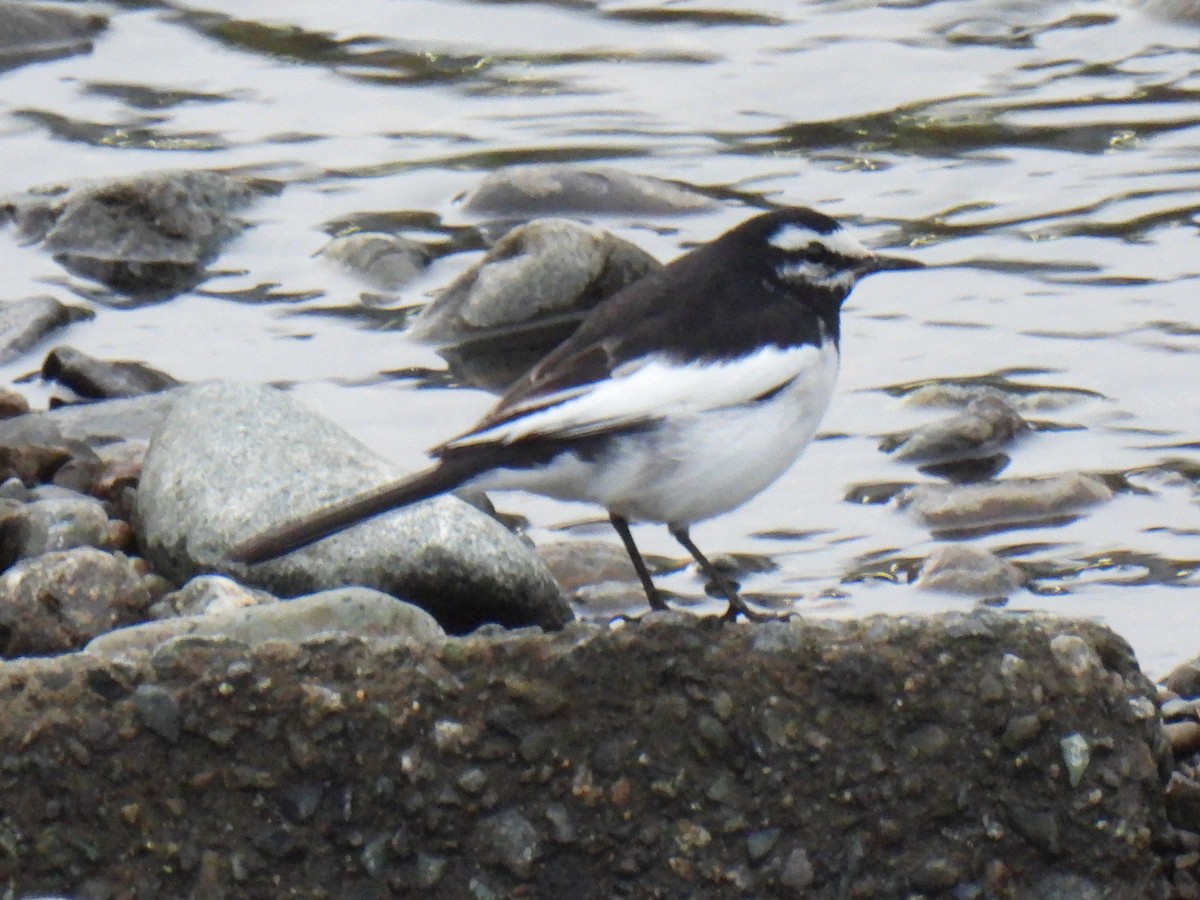 wagtail sp. - ML615090344