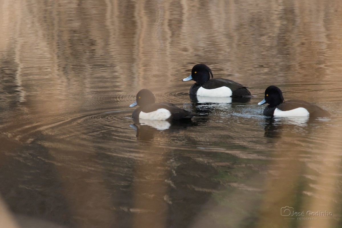 鳳頭潛鴨 - ML615090354