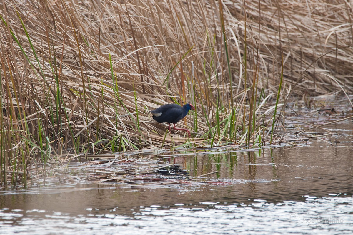 Western Swamphen - ML615090362