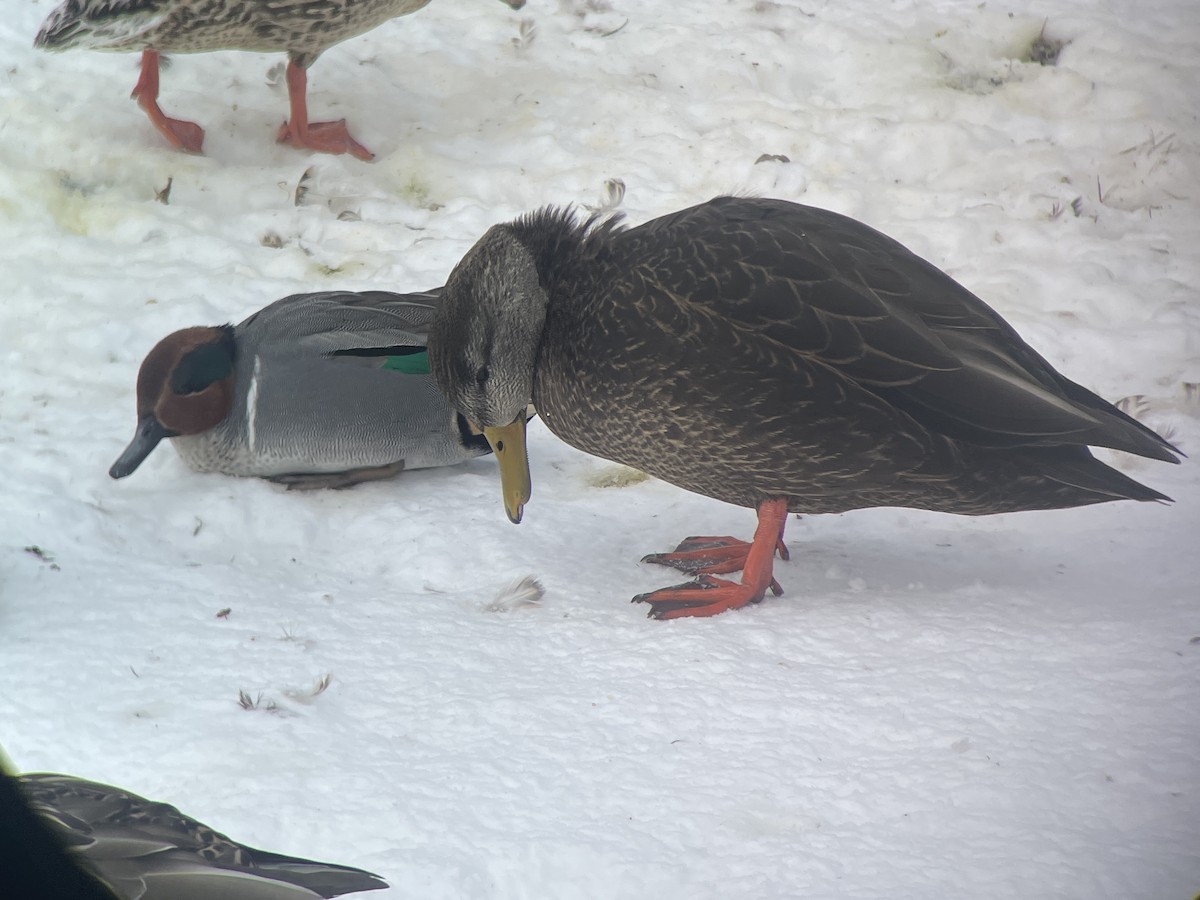 Green-winged Teal - Kate Derbyshire