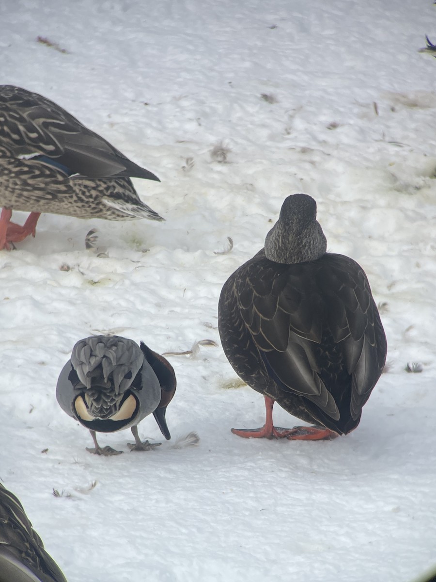 Green-winged Teal - ML615090365