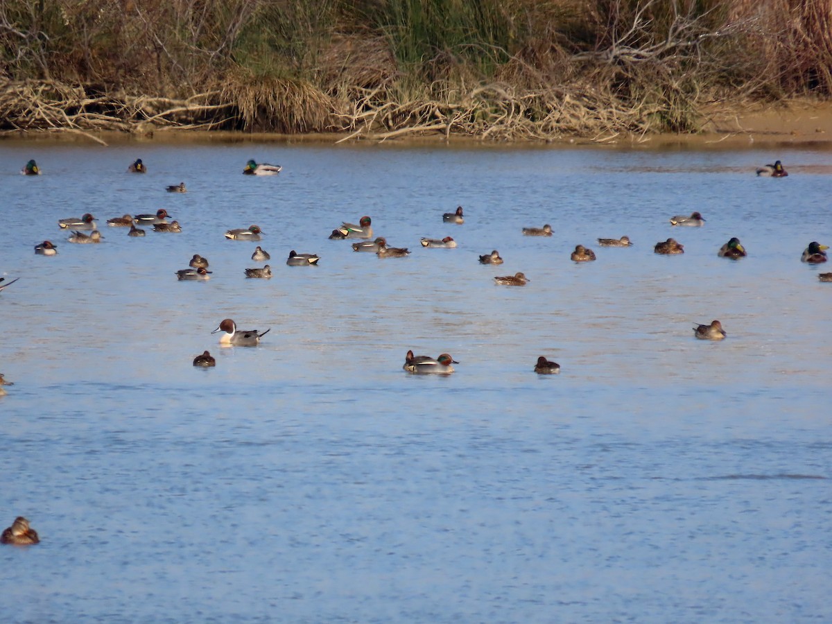 Green-winged Teal - ML615090377