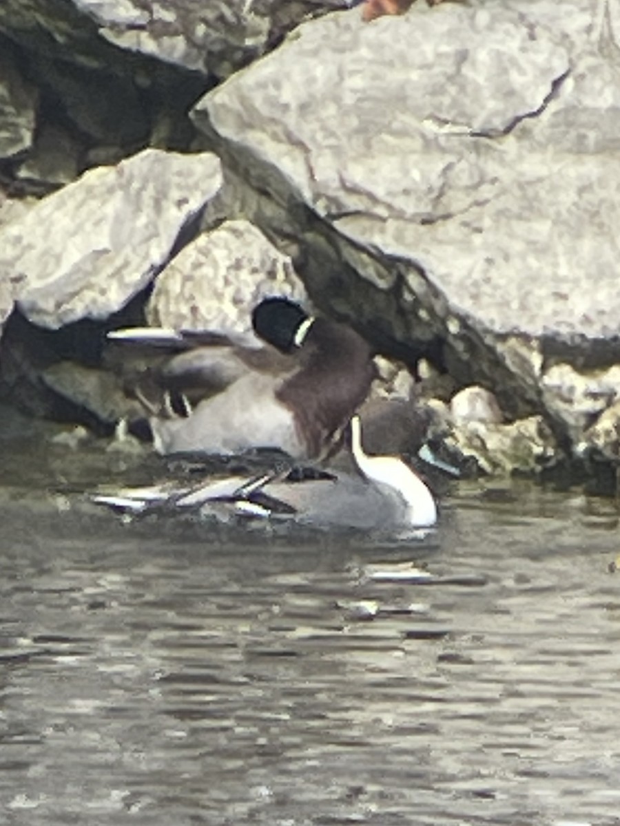 Northern Pintail - ML615090393