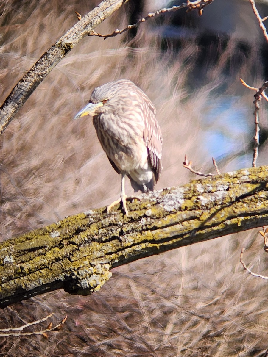 Black-crowned Night Heron - ML615090408