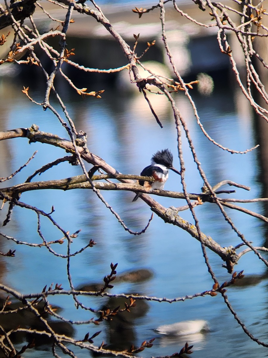 Belted Kingfisher - ML615090417