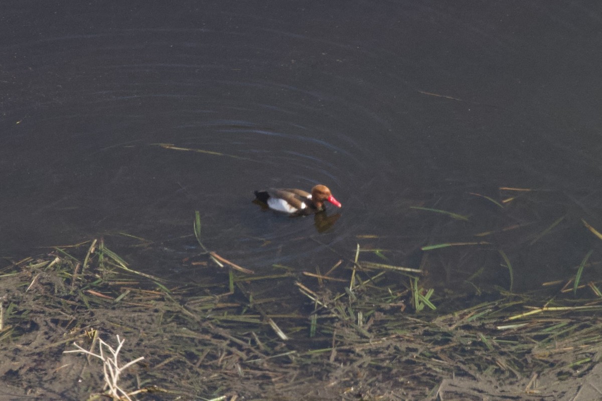 Red-crested Pochard - ML615090477