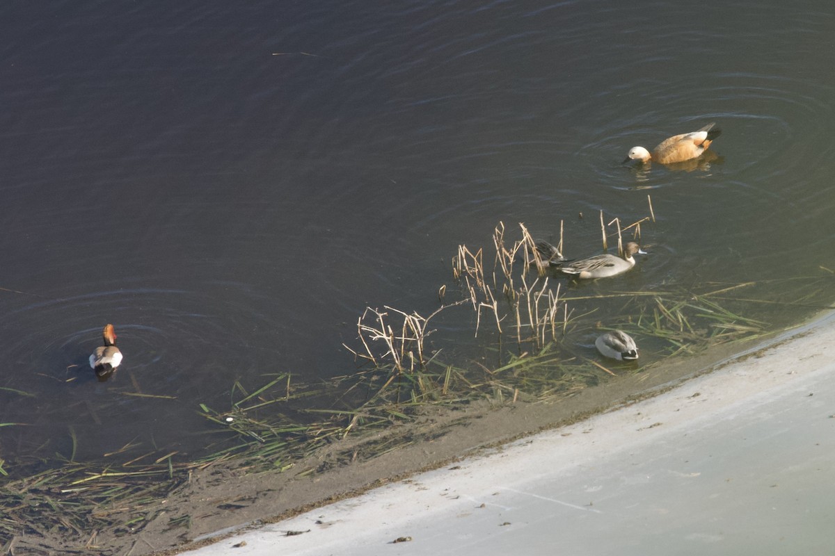 Northern Pintail - ML615090481