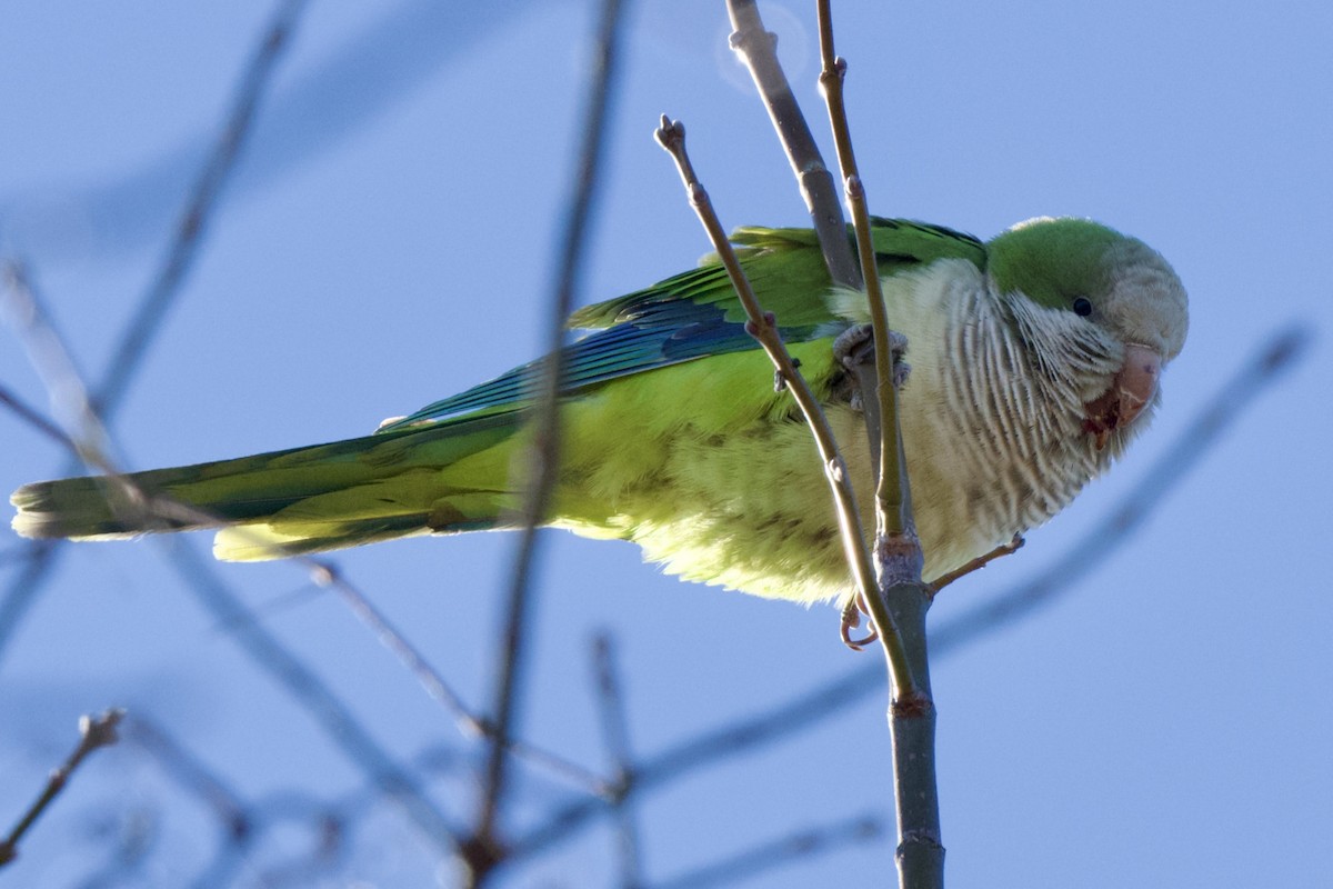 Monk Parakeet - ML615090542