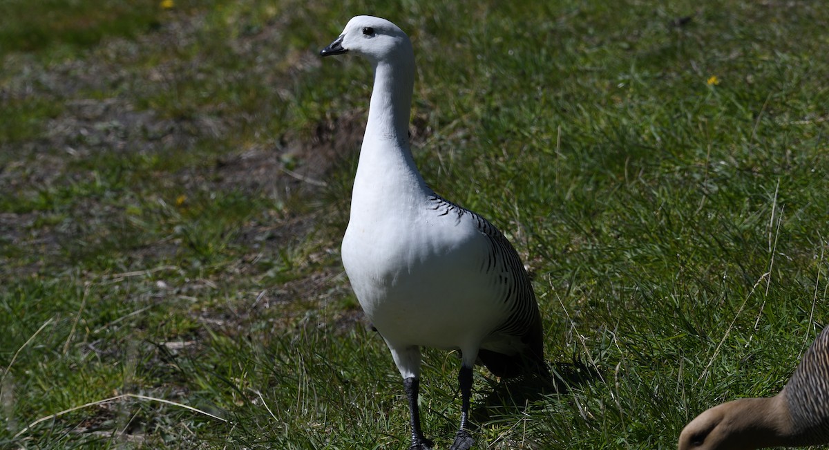 Upland Goose - ML615090553