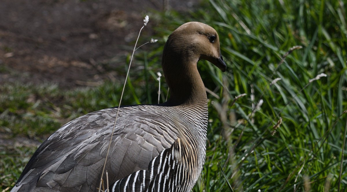 Upland Goose - ML615090554