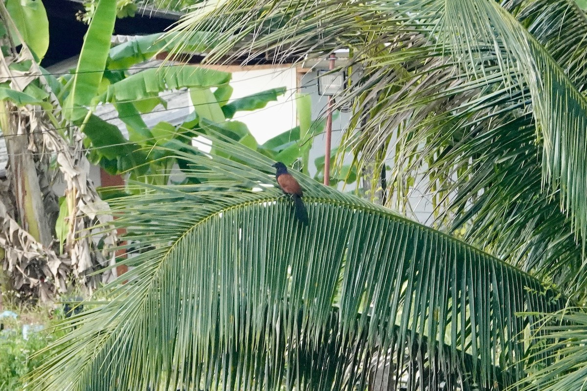 Greater Coucal - ML615090557