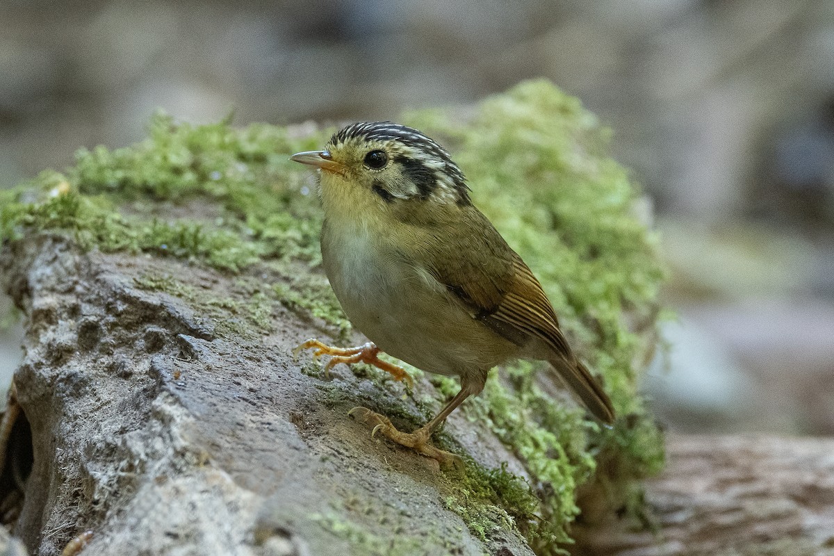 Black-crowned Fulvetta - ML615090577