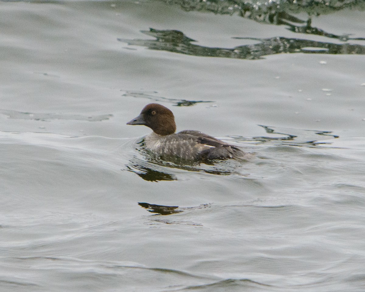 Common Goldeneye - ML615090616