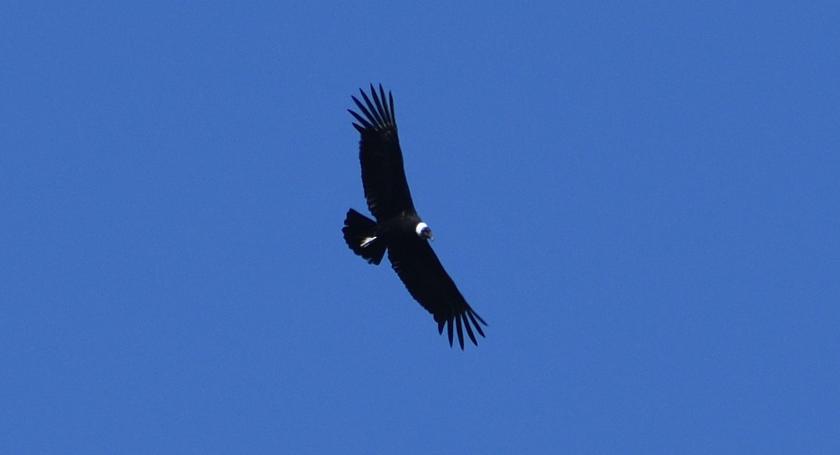 Andean Condor - Alf forbes