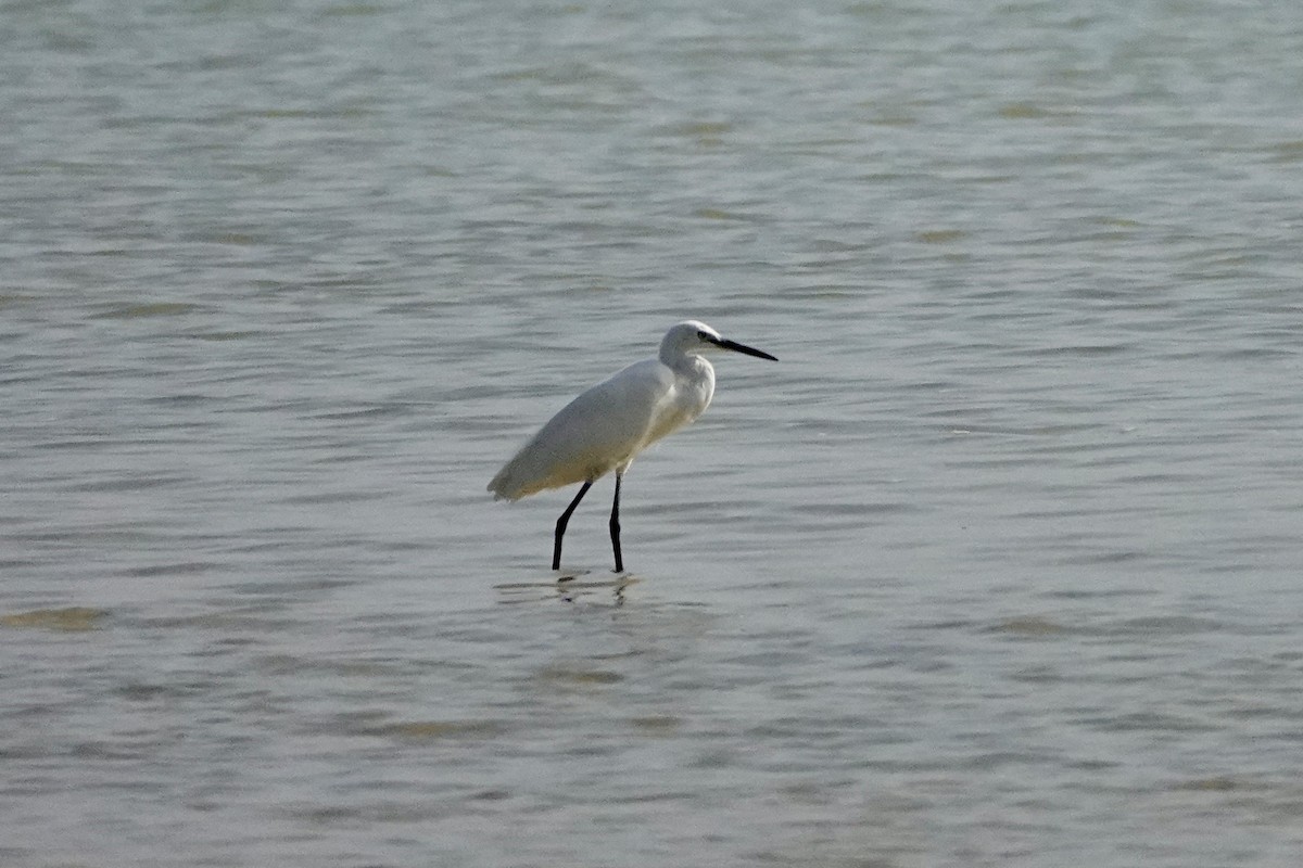 Pacific Reef-Heron - ML615090668