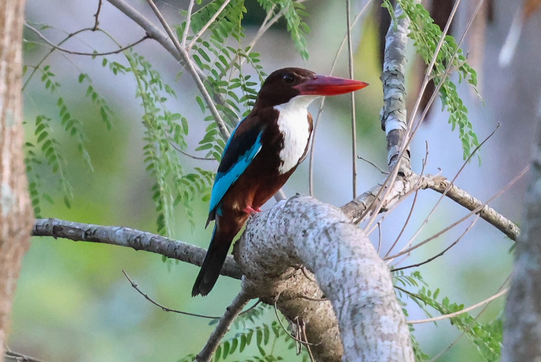 White-throated Kingfisher - Marie Stridh