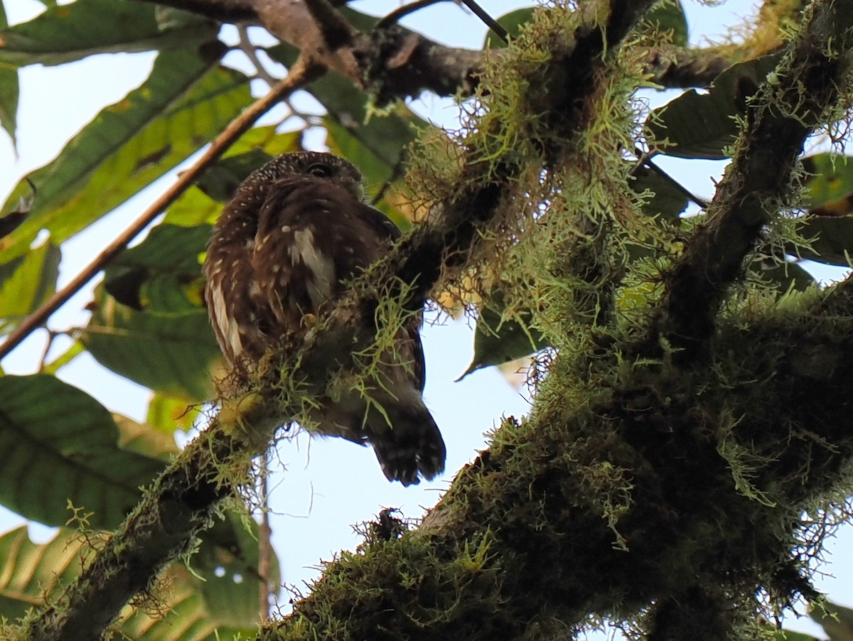 Cloud-forest Pygmy-Owl - ML615090687