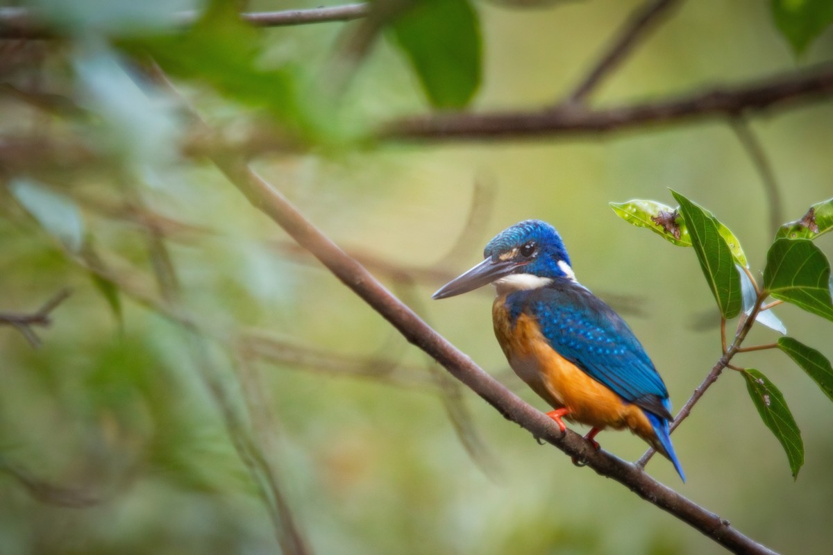 Half-collared Kingfisher - Retief Williams