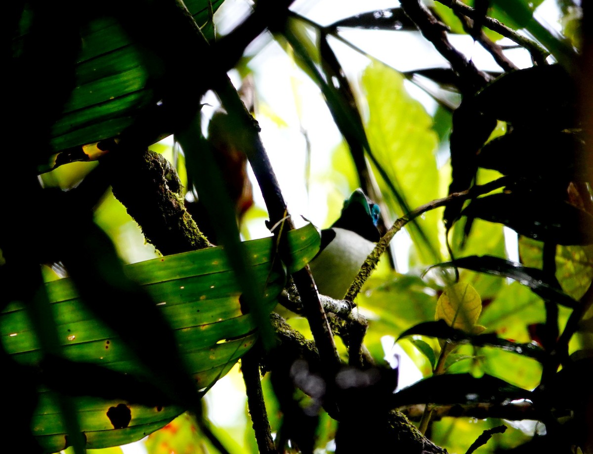 Wattled Broadbill - ML615090726