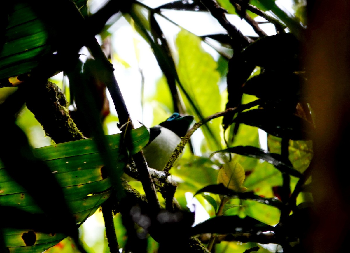 Wattled Broadbill - ML615090738