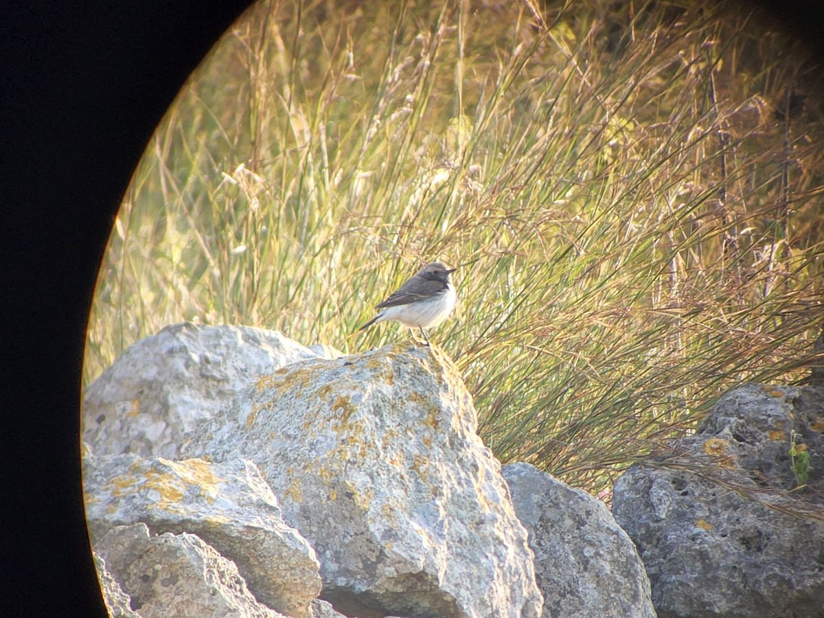 Finsch's Wheatear - Uriel Zohar