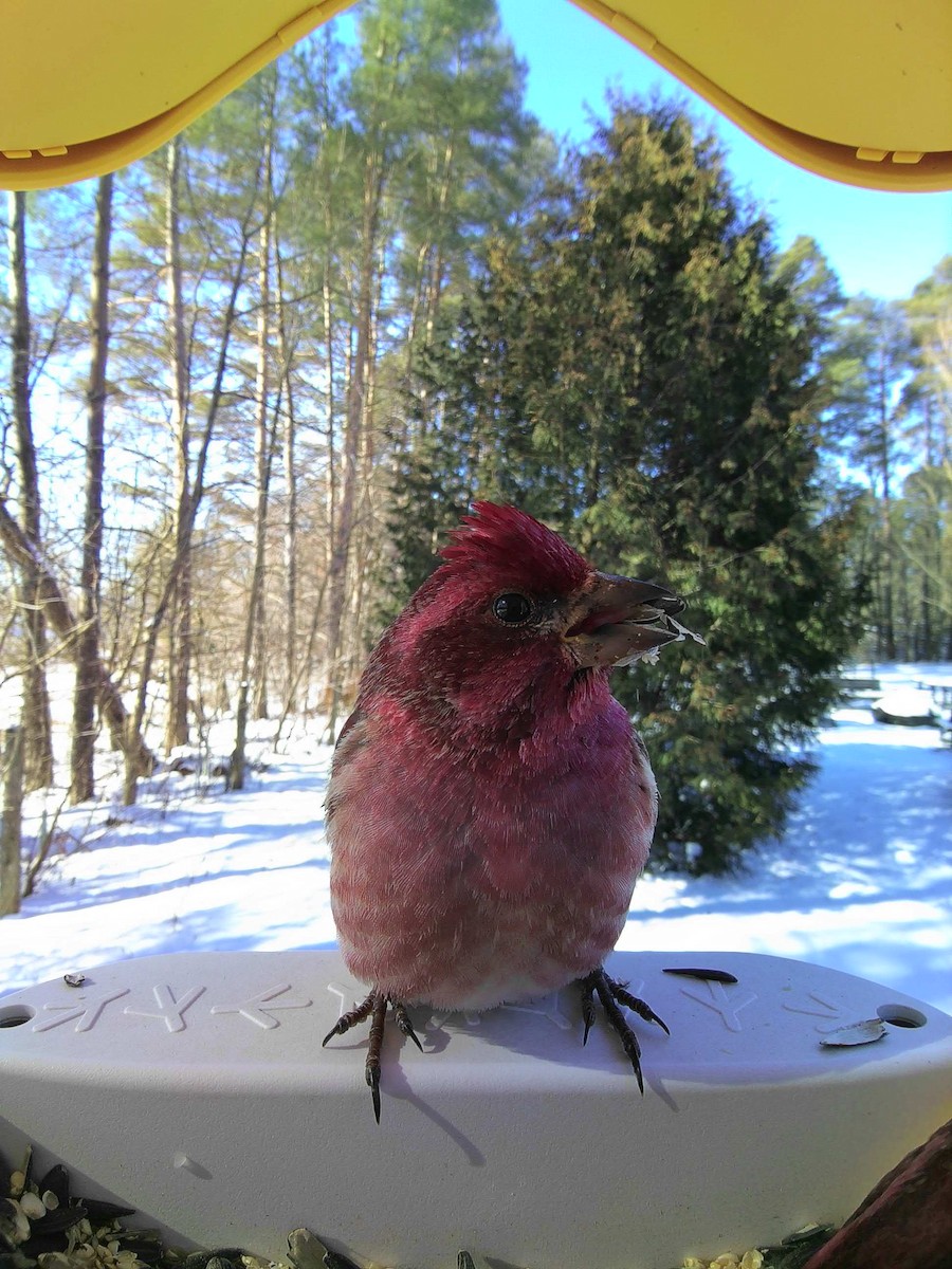 Purple Finch - ML615090912