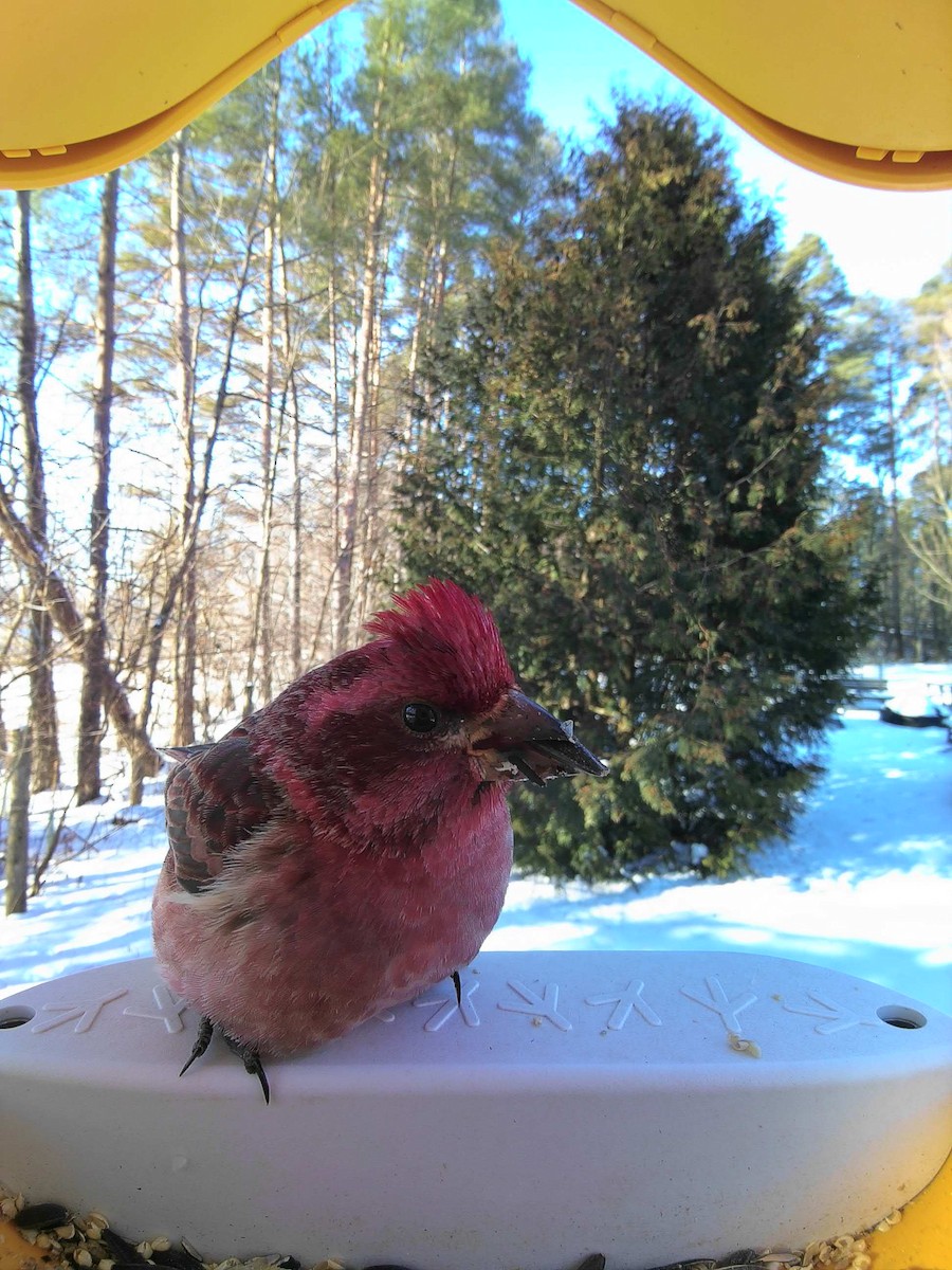 Purple Finch - ML615090913