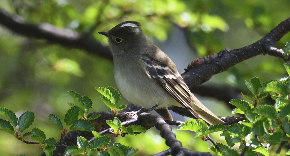 White-crested Elaenia - ML615090979