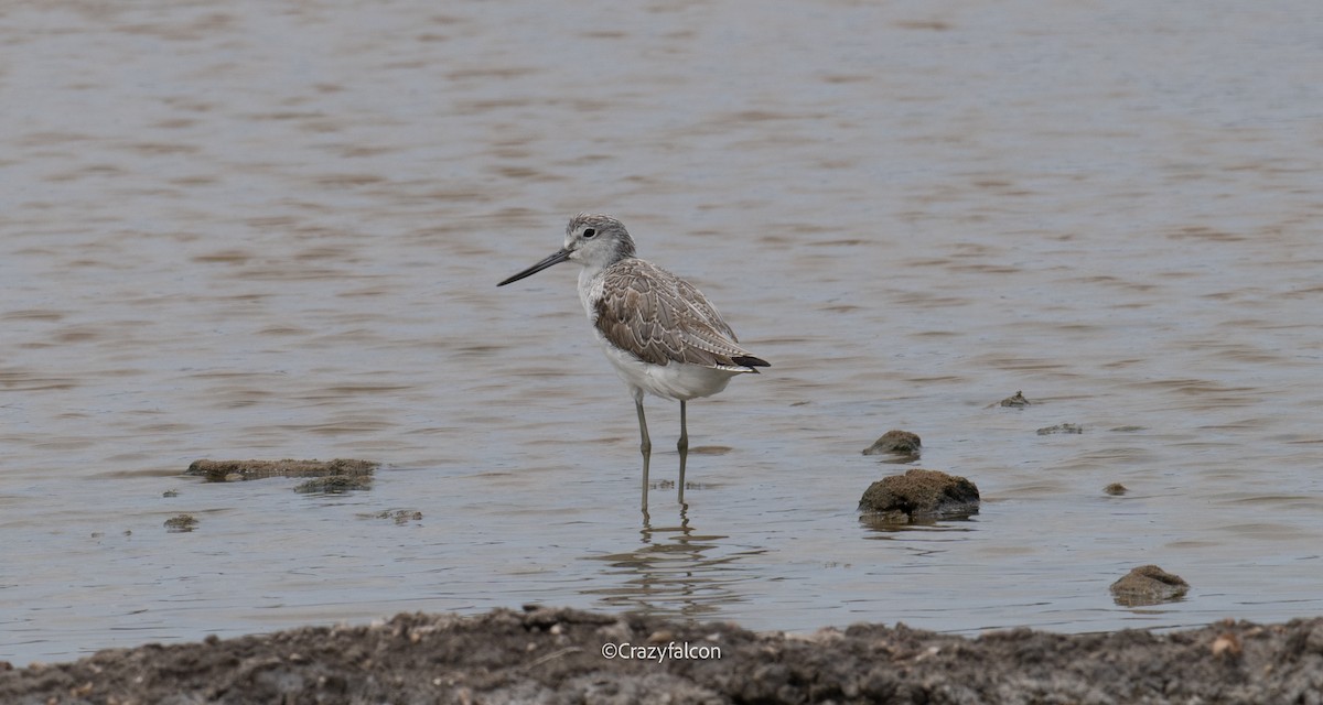 Common Greenshank - ML615090987