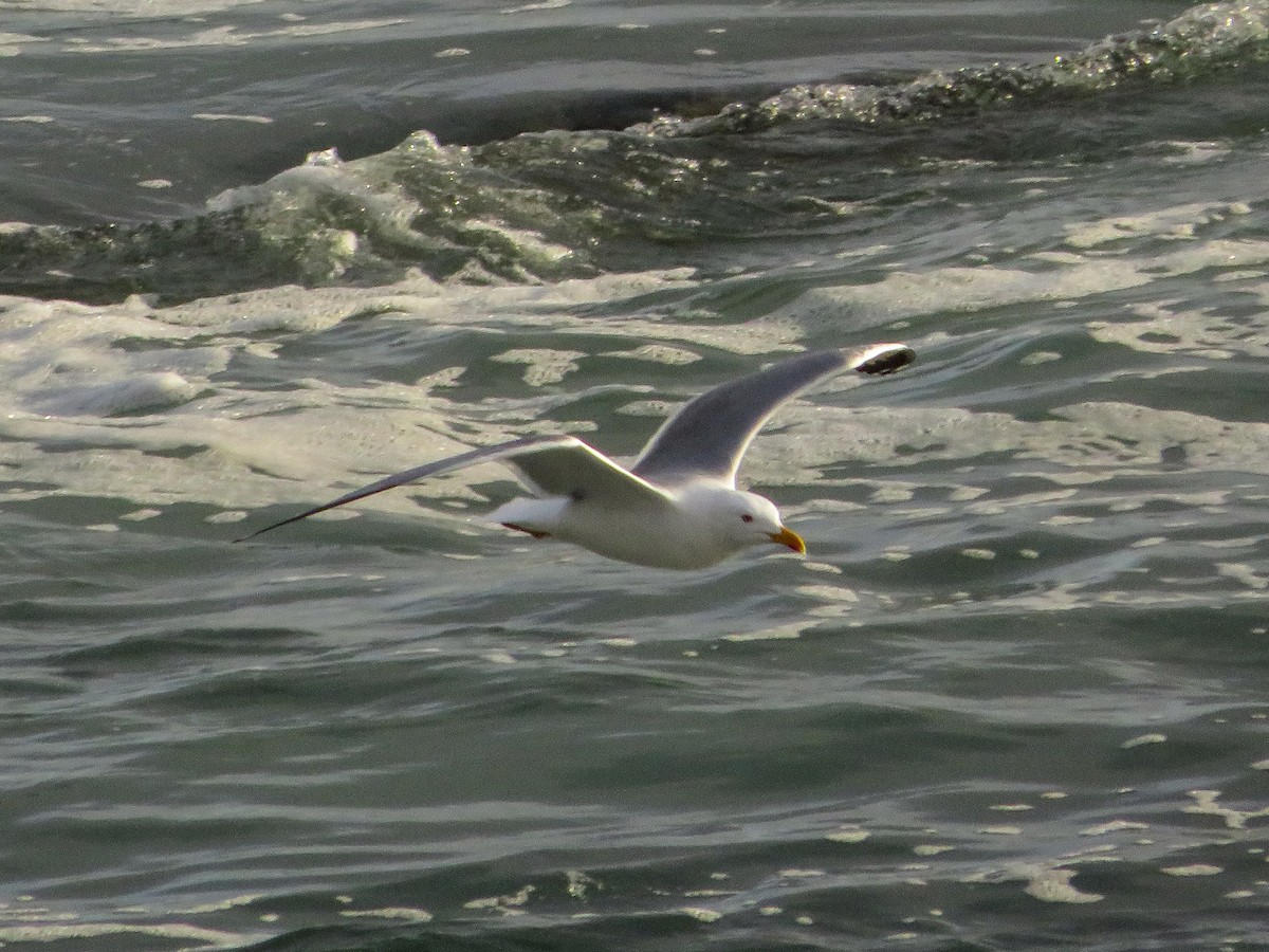 キアシセグロカモメ - ML615091062