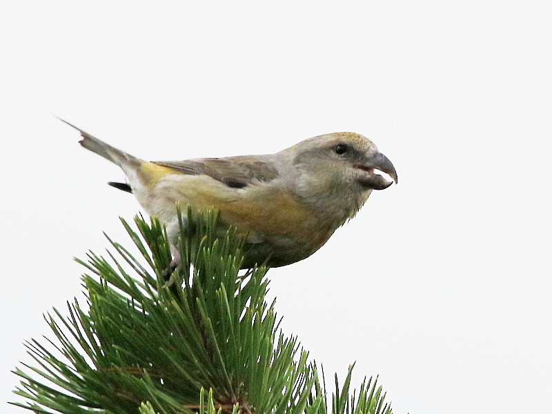 Parrot Crossbill - David Cooper