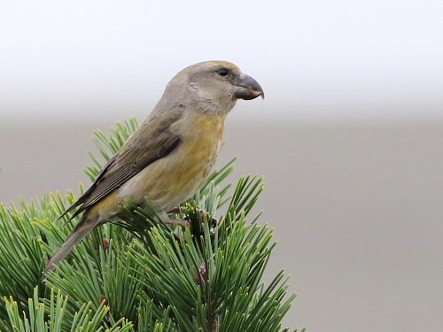 Parrot Crossbill - David Cooper