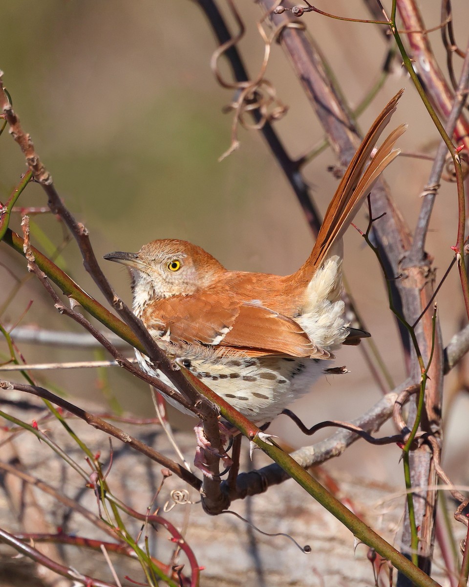 Brown Thrasher - ML615091113