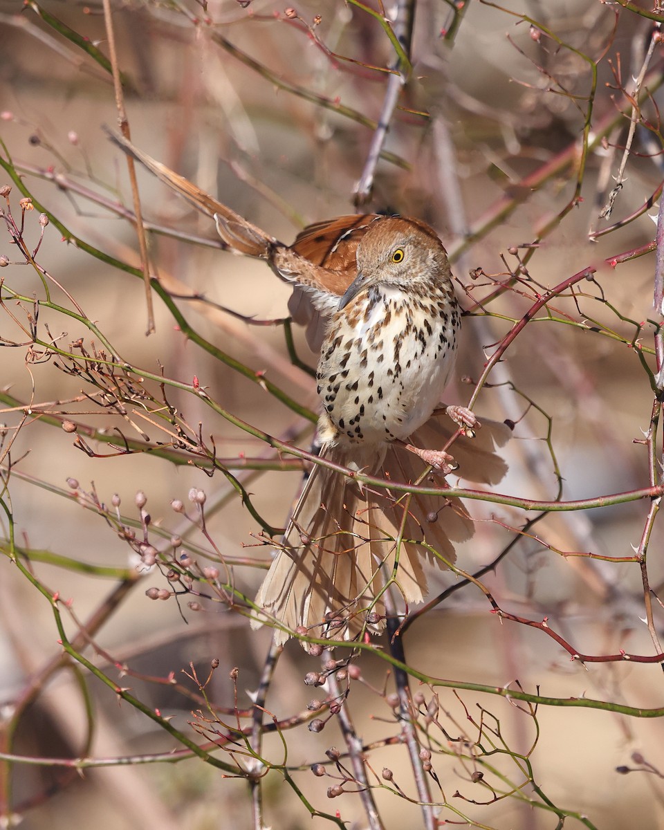Brown Thrasher - ML615091114