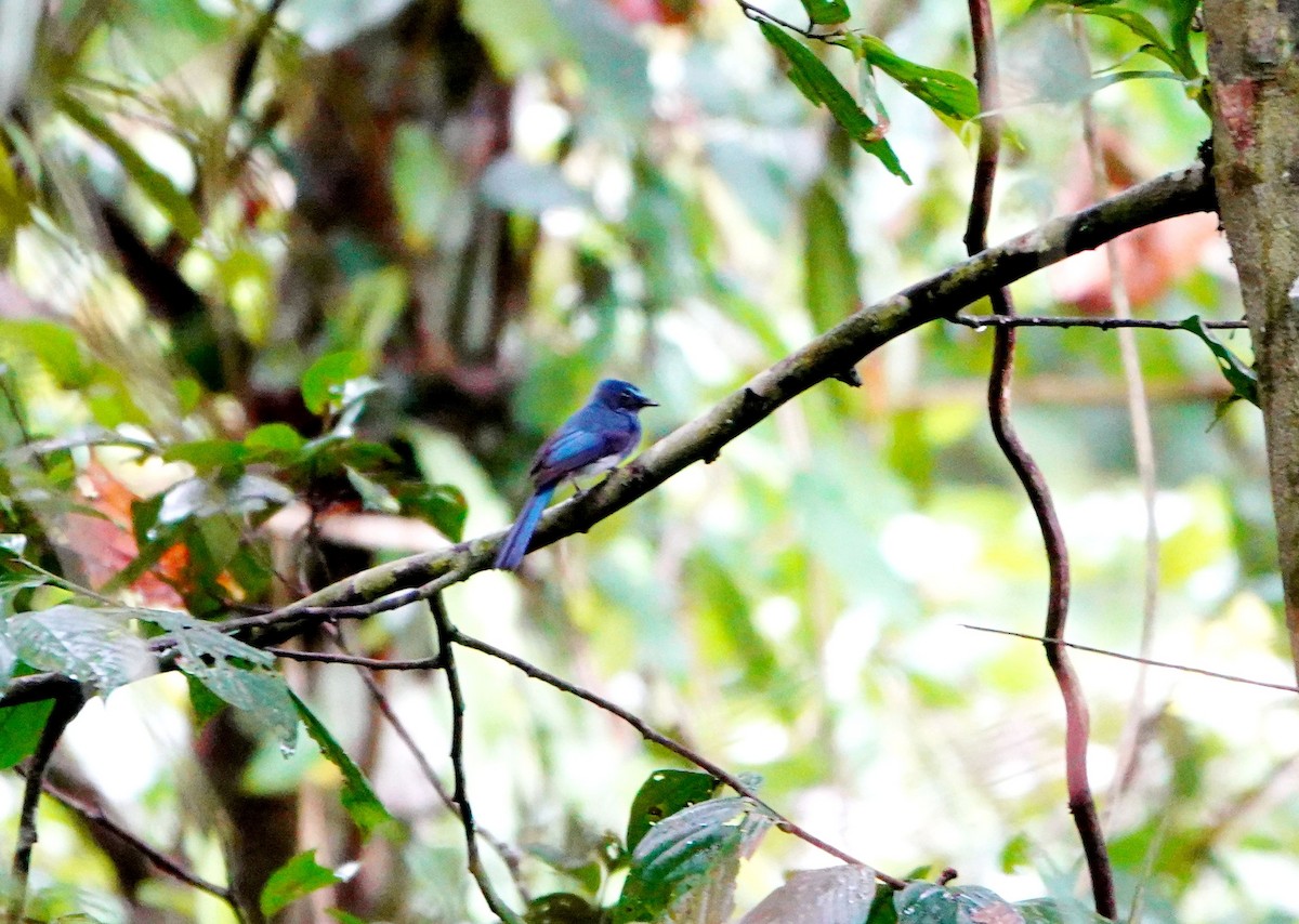 Mindanao Blue-Fantail - ML615091172