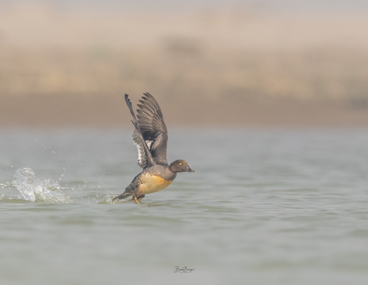 עבראש ירוק - ML615091181
